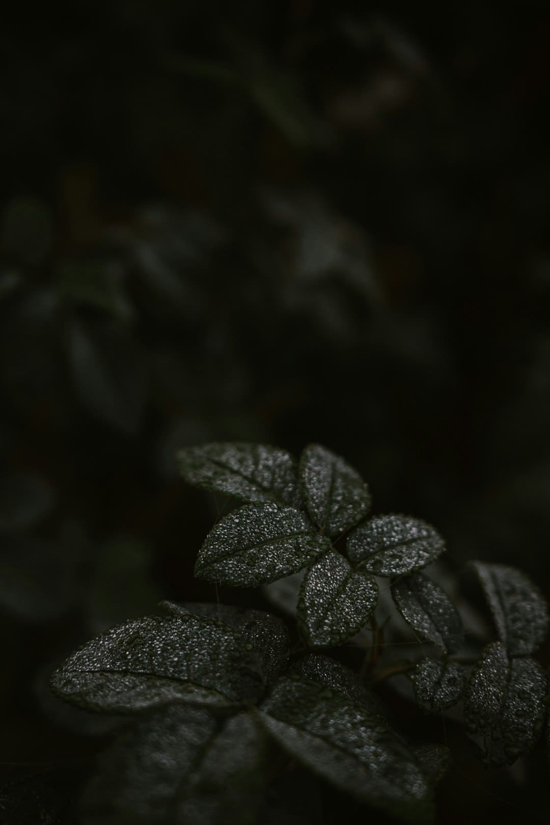 昏睡红茶是什么梗